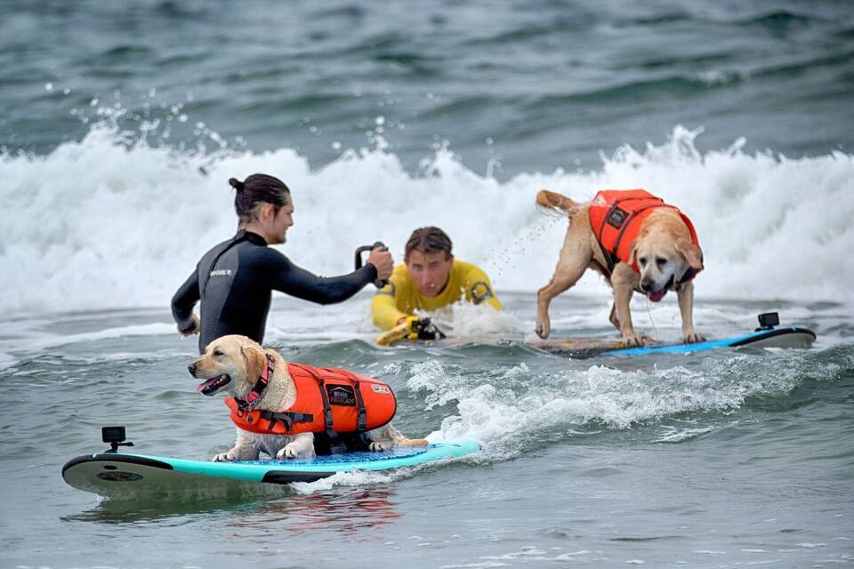 «Incredible Dog Challenge» - Surfmeisterschaft für Hunde «Incredible Dog Challenge» - Surfmeisterschaft für Hunde