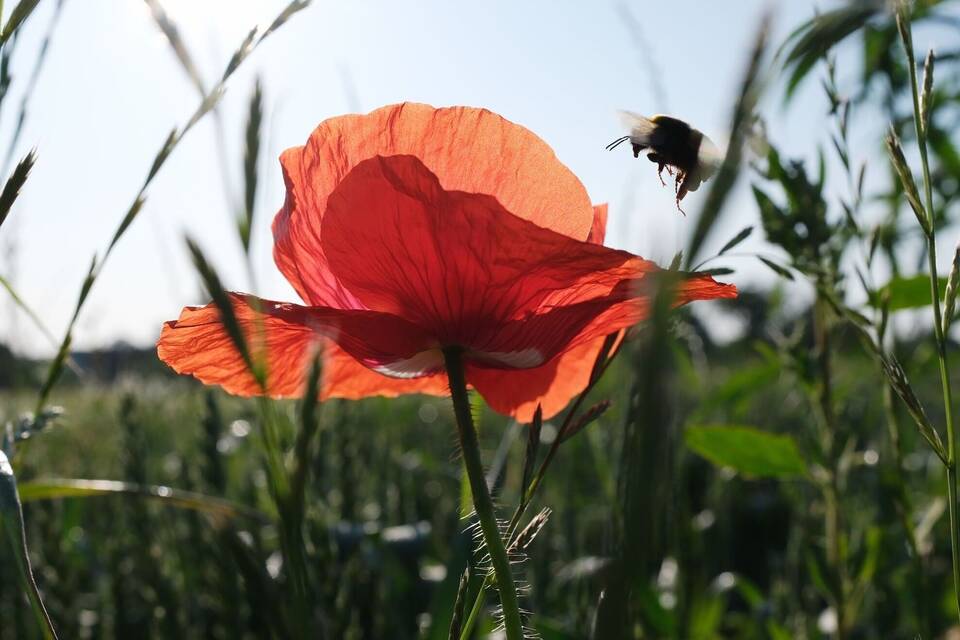 Sommerwetter