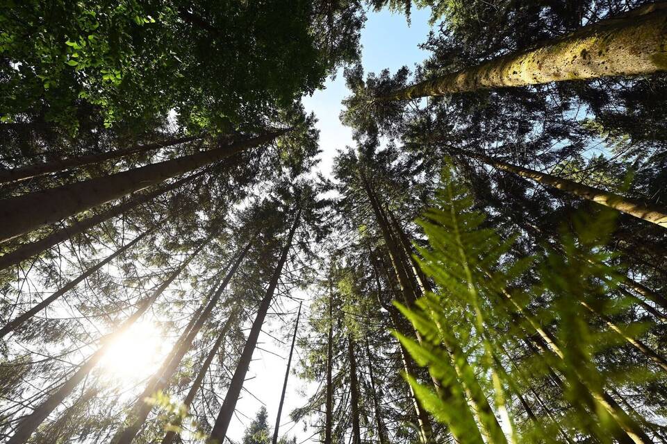Wald