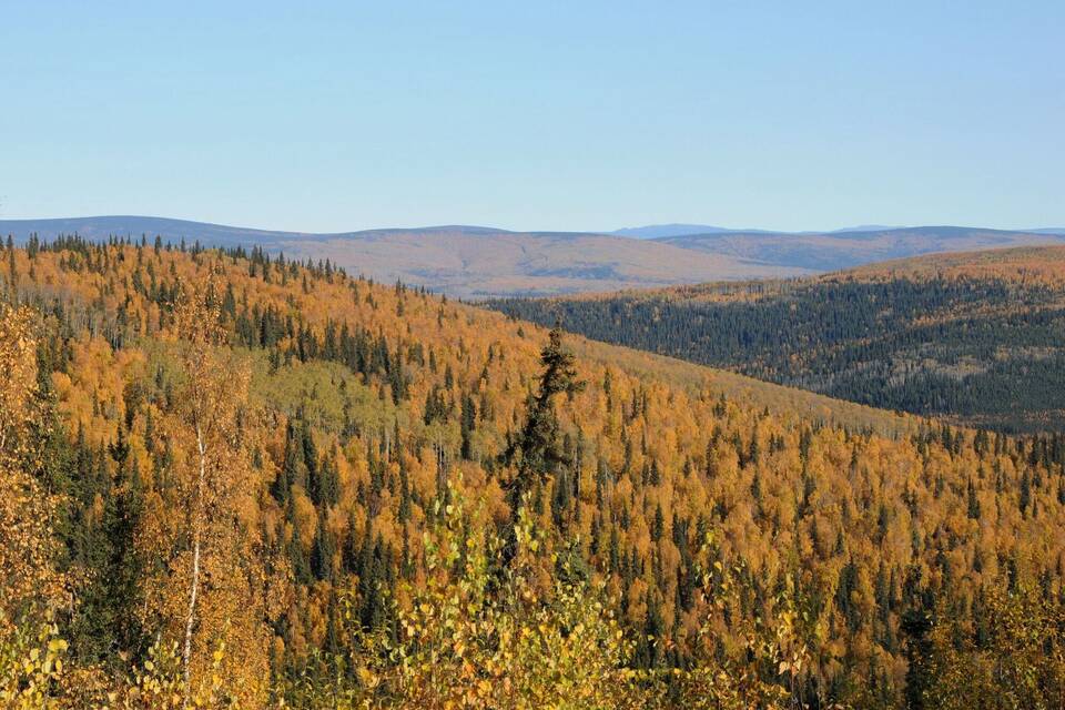 Herbstlich gefärbte Wälder in Alaska Herbstlich gefärbte Wälder in Alaska