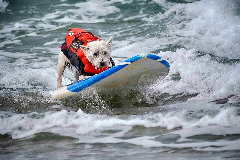 Surfmeisterschaft für Hunde Surfmeisterschaft für Hunde