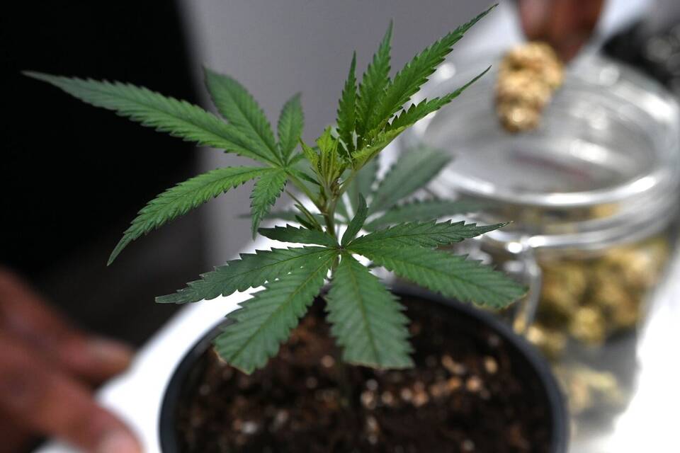 Cannabis