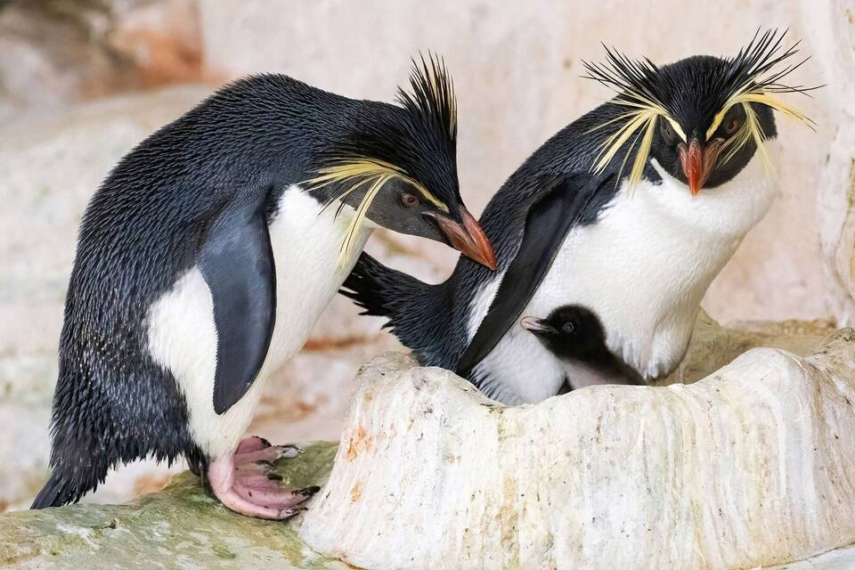 Nördliche Felsenpinguine Nördliche Felsenpinguine