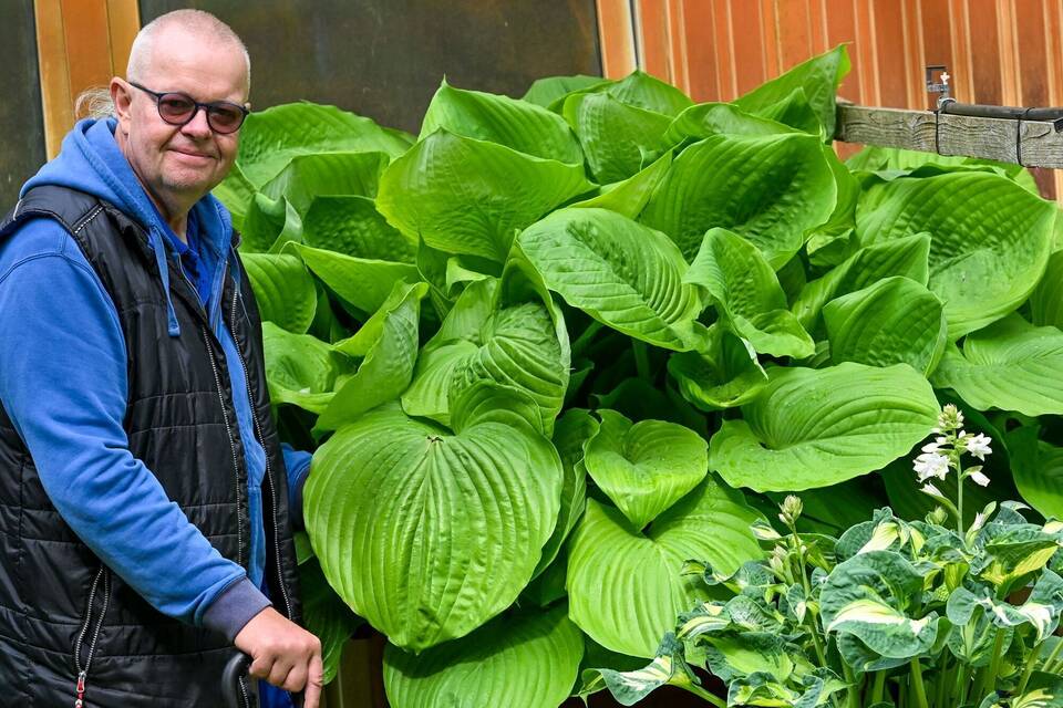 Hosta-Fan hat mehr als 2300 verschiedene Exemplare