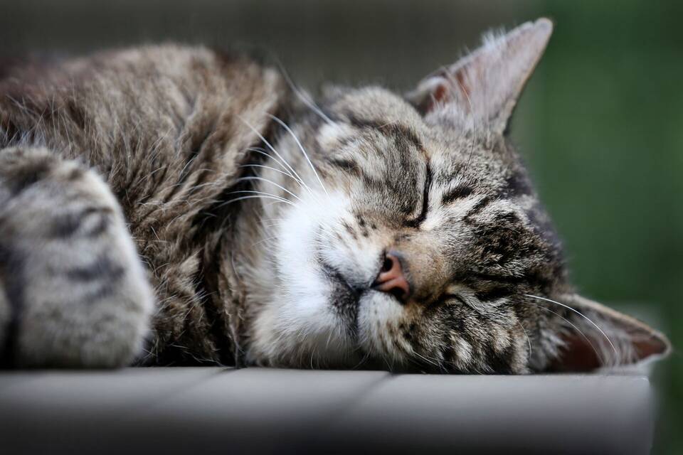 Schlafende Katze Schlafende Katze