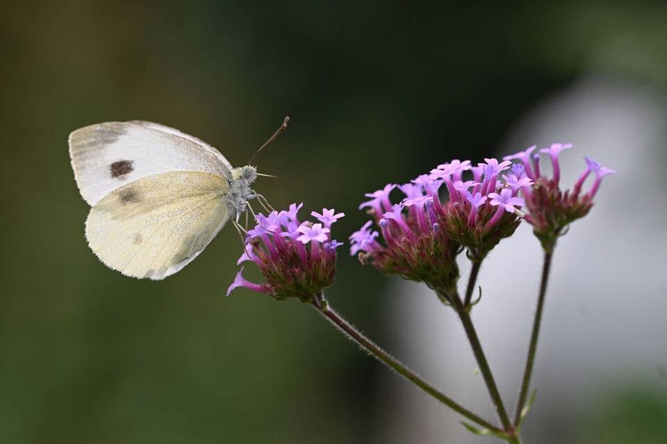 Schmetterling auf Blüten