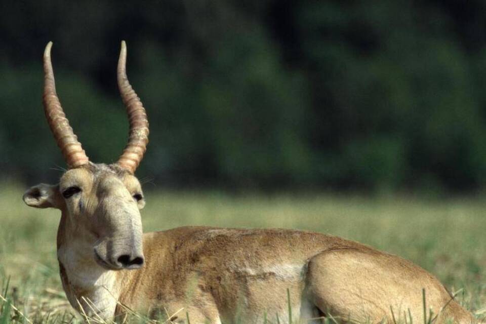Saiga-Antilope Saiga-Antilope