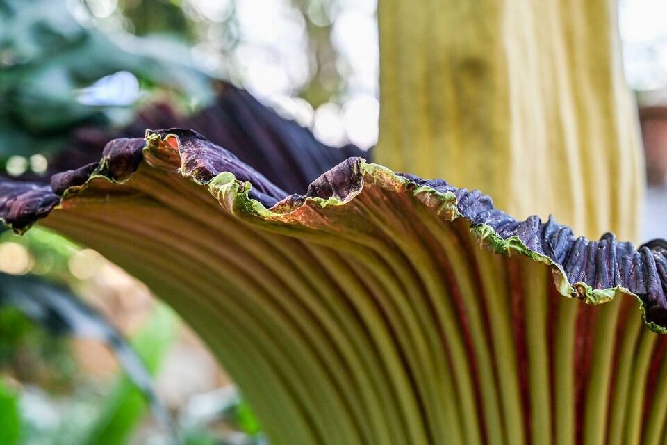 Riesige Titanenwurz blüht im Botanischen Garten