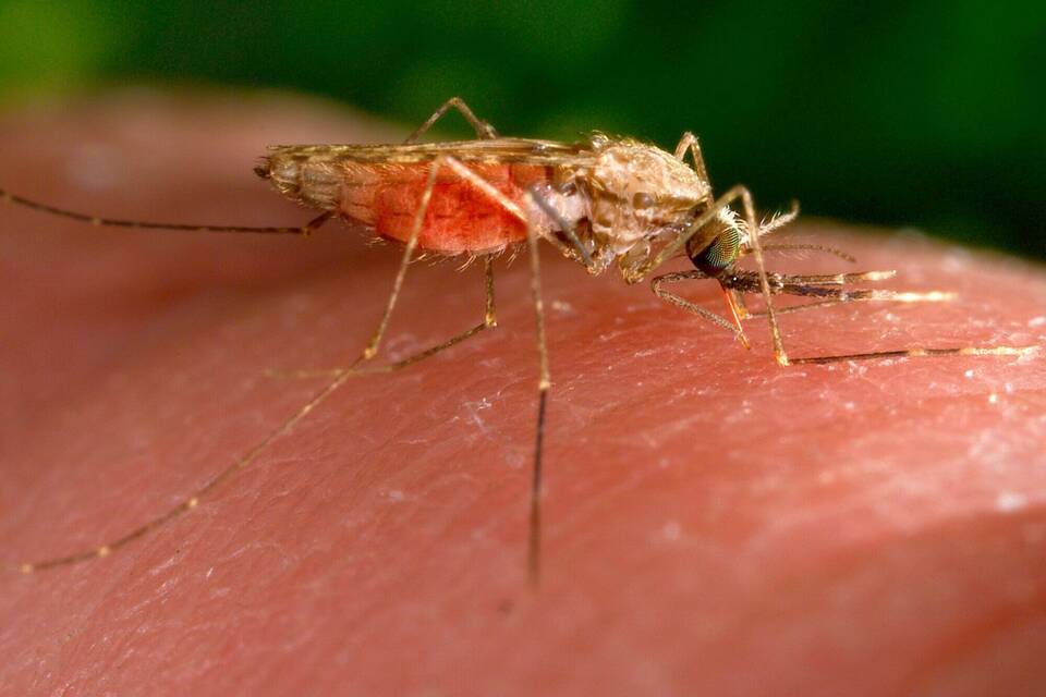 Anopheles-gambiae-Mücke