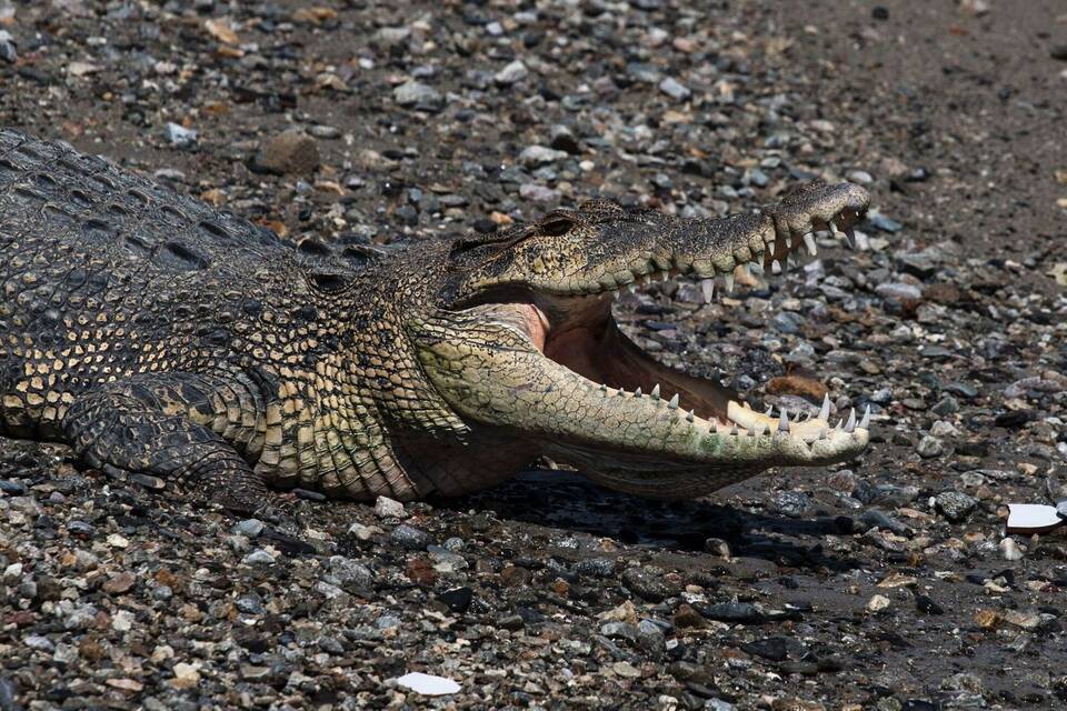 Krokodil in Indonesien