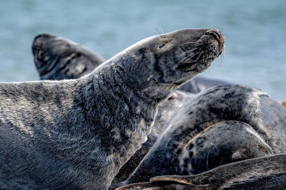 Kegelrobben-Bestand im Wattenmeer
