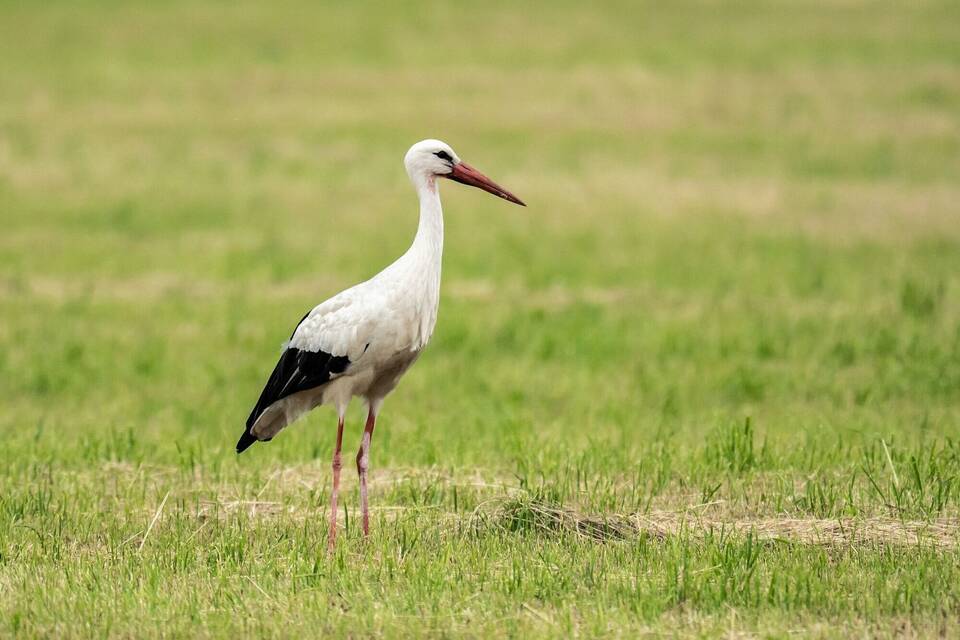 Storch