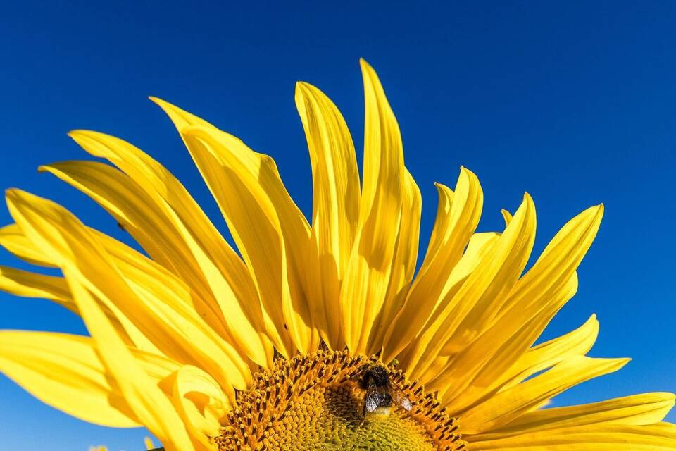 Sonnenblumen auf einem Feld