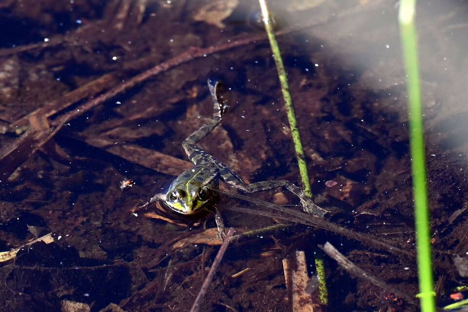 Frosch im Ruppiner Wald- und Seengebiet