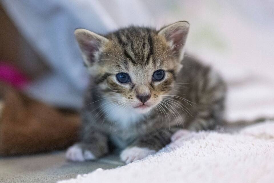 Katze