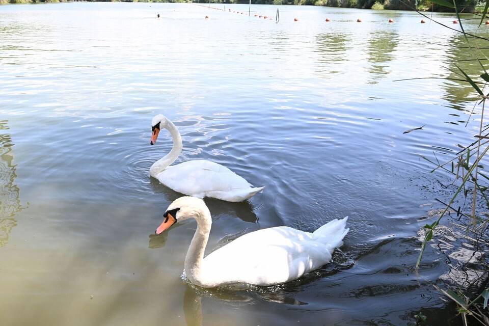 Sommerwetter - Schwäne in Plüderhausen