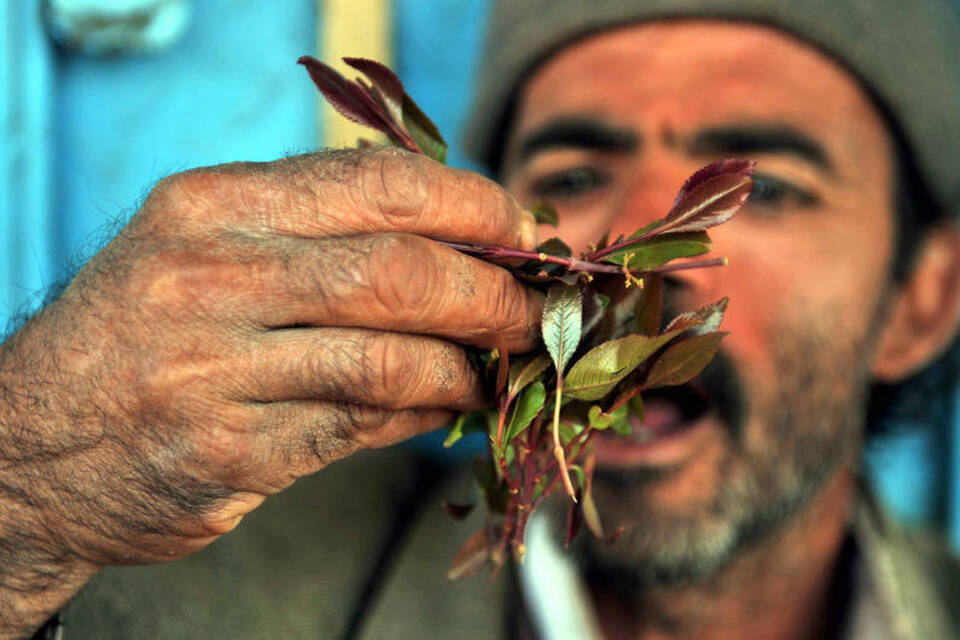 Krieg, Armut und Drogen im Jemen: «Khat lässt uns Sorgen vergessen» Krieg, Armut und Drogen im Jemen: «Khat lässt uns Sorgen vergessen»