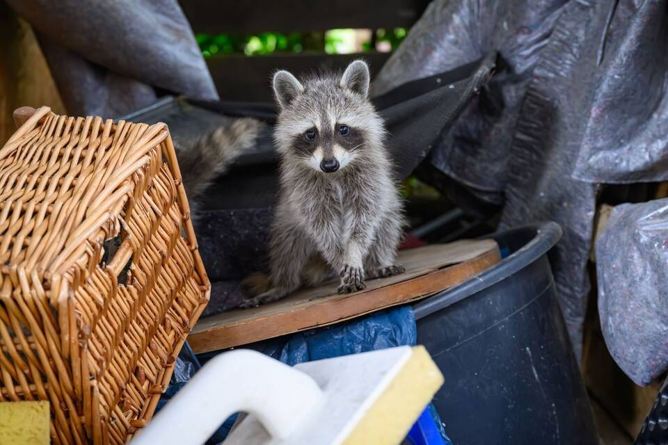 Ein junger Waschbär