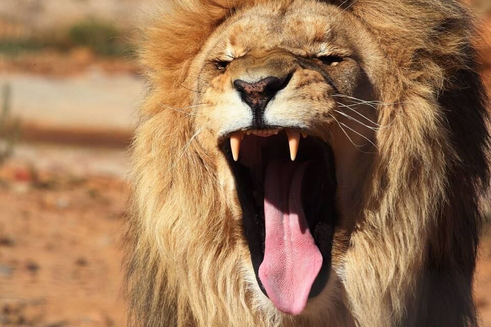 Männlicher Löwe Männlicher Löwe