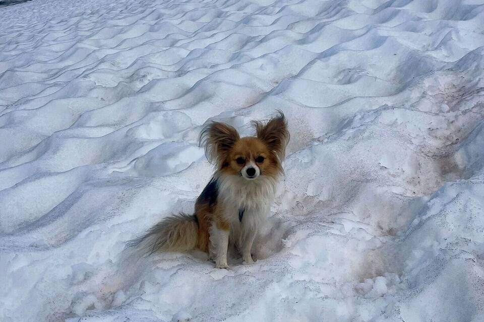 Hund hilft Rettern