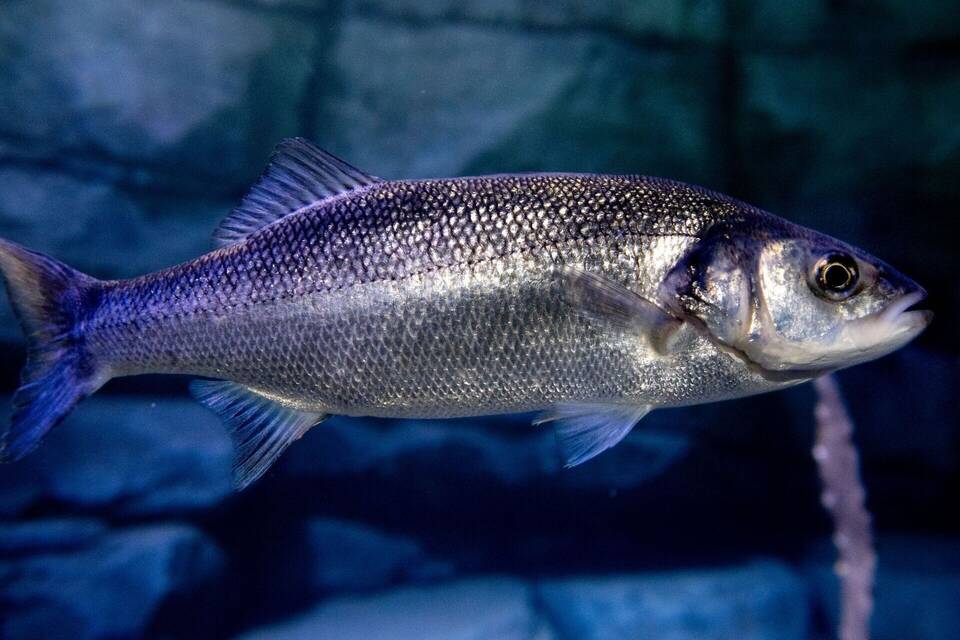 Wolfsbarsch im Nordsee-Bereich des Aquarium Wilhelmshaven