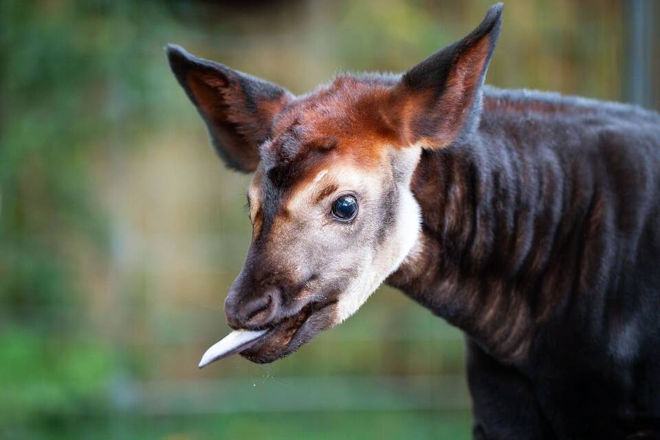 Okapi-Nachwuchs in der Wilhelma
