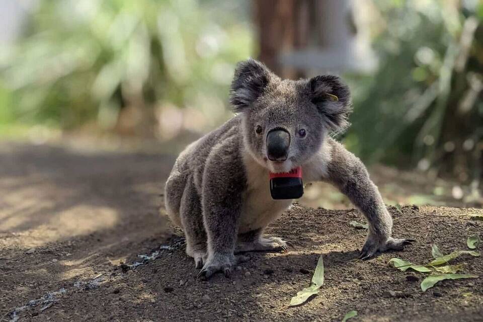 Koalas