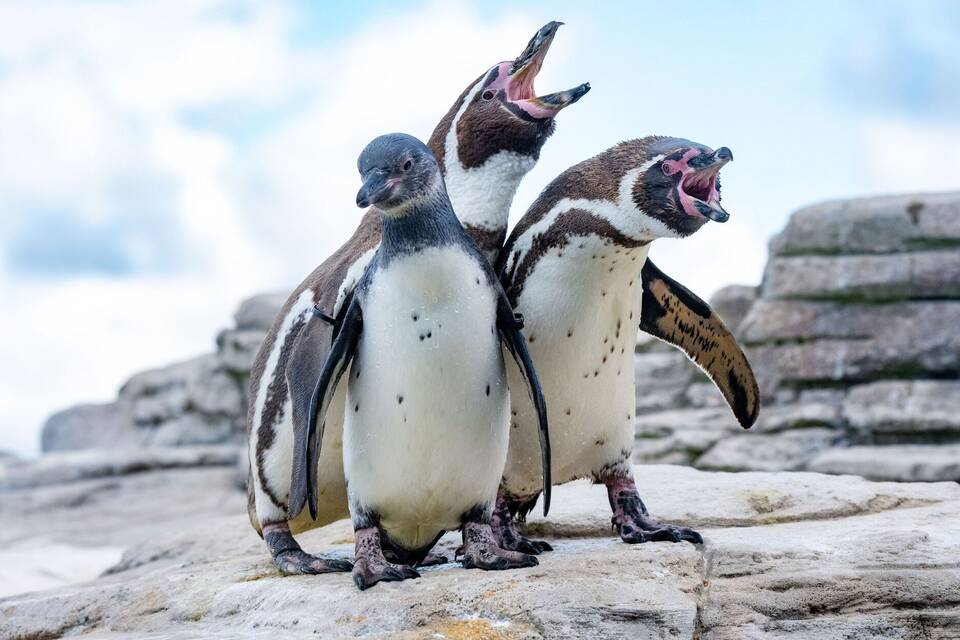 Pinguinküken 