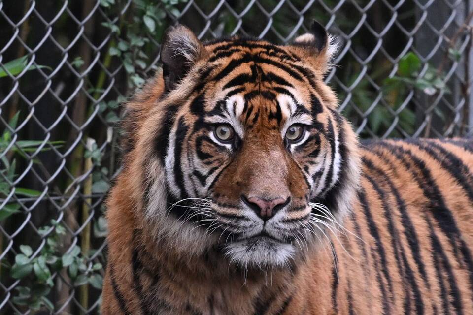 Sumatra-Tiger Sumatra-Tiger
