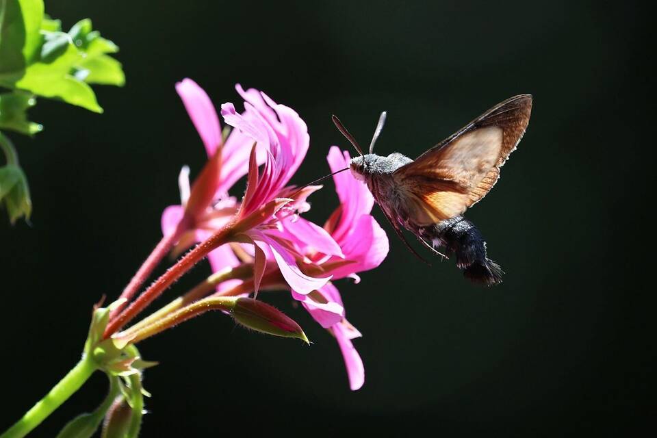 Taubenschwänzchen im Garten