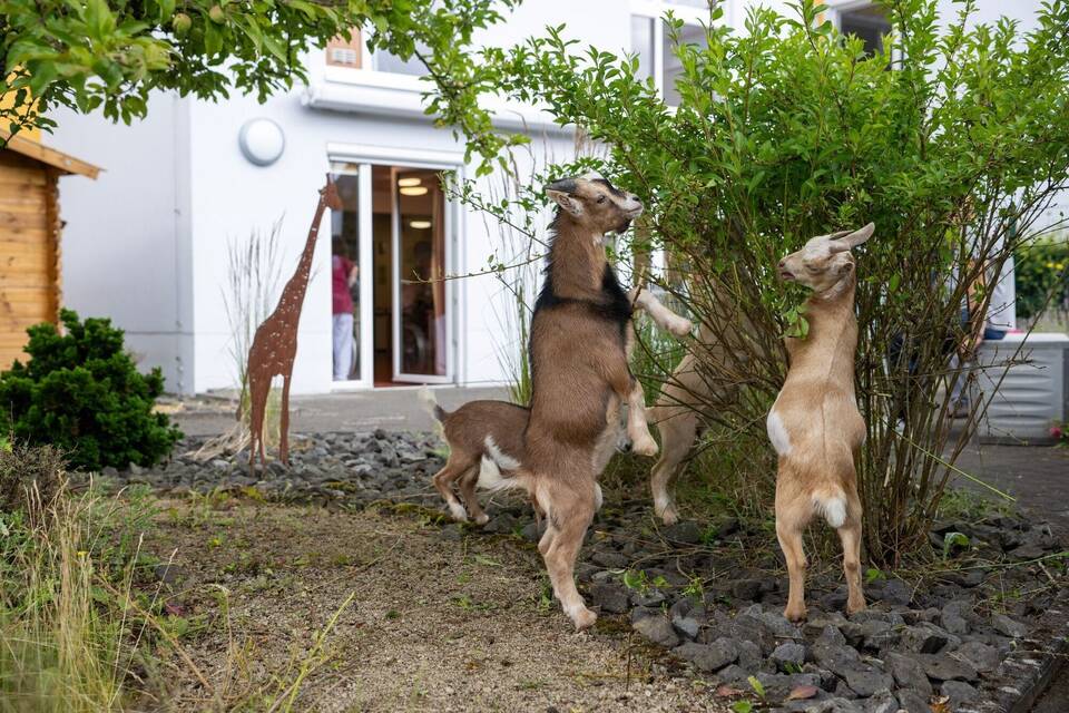 Tiere im Seniorenheim Tiere im Seniorenheim