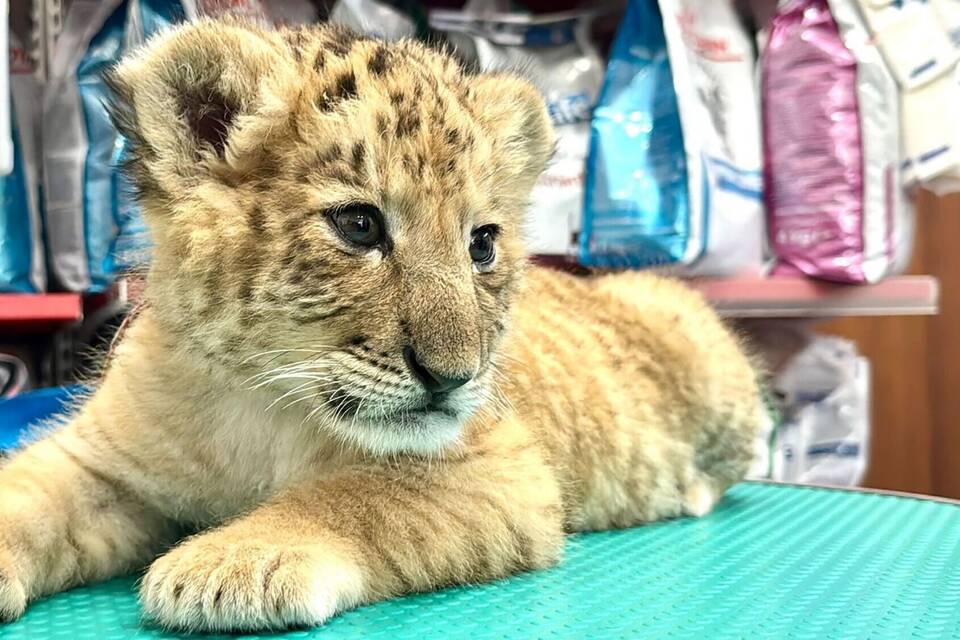 Liger in Rumänien