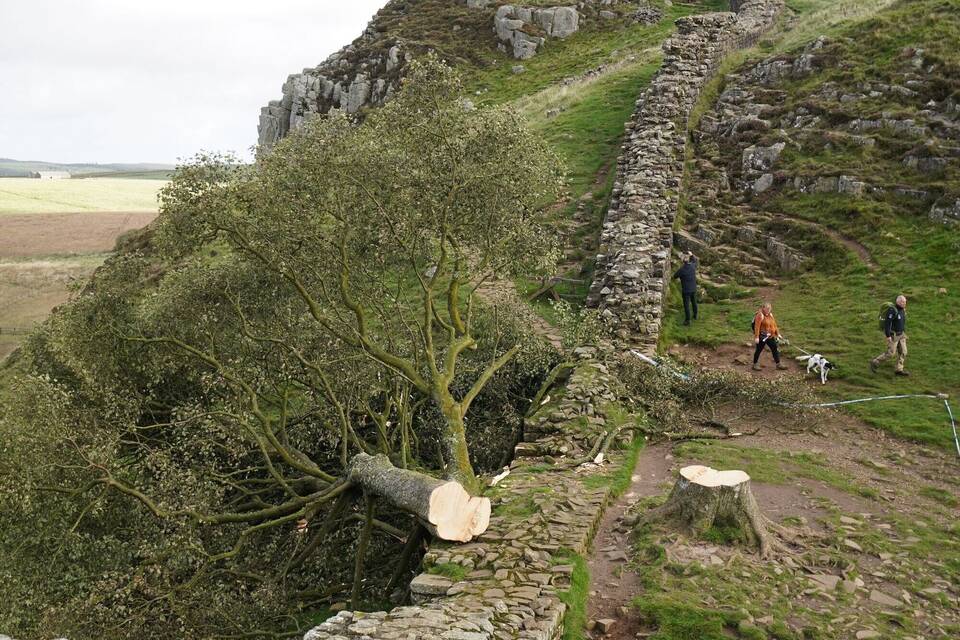 Prozess wegen Baumfällung in Sycamore Gap Prozess wegen Baumfällung in Sycamore Gap
