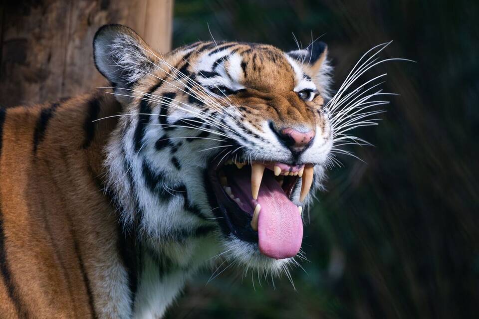 Sibirischer Tiger im Serengeti-Park