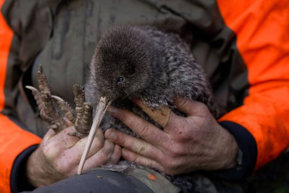Seltener Kiwi-Vogel in Neuseeland entdeckt Seltener Kiwi-Vogel in Neuseeland entdeckt