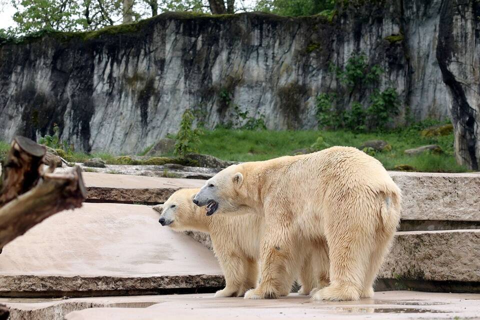 Eisbären Eisbären