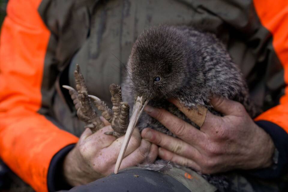 Seltener Kiwi-Vogel in Neuseeland entdeckt Seltener Kiwi-Vogel in Neuseeland entdeckt