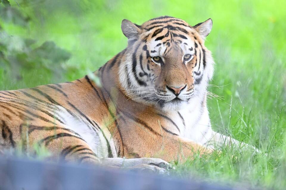 Neue Anlage für Amur-Tiger in der Wilhelma