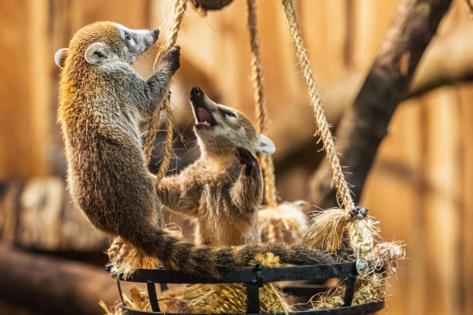 Nachwuchs bei den Weißrüssel-Nasenbären im Opel-Zoo