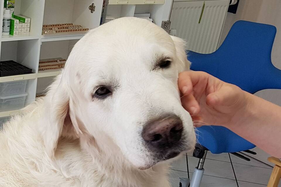 Trainierte Hunde können Parkinson erschnüffeln