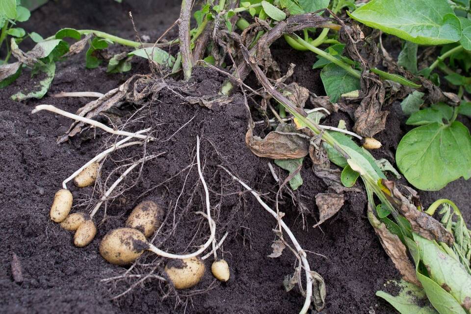 Krautfäule bedroht Kartoffeln Krautfäule bedroht Kartoffeln