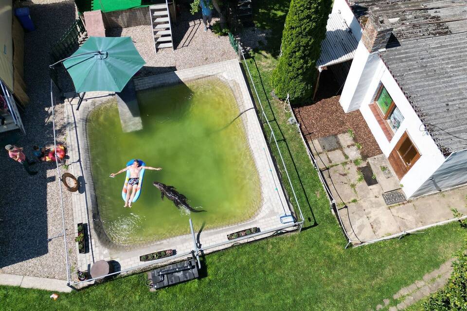 Alligator-Dame Frau Meyer im Gartenpool