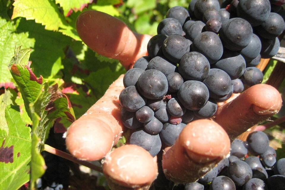 Haft für «Weinlese der Schande» - Erntehelfer ausgebeutet 