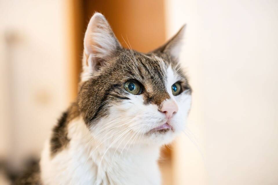 Ein Kater 