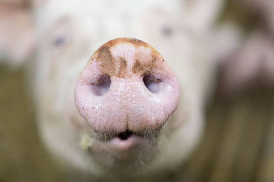 Schwein