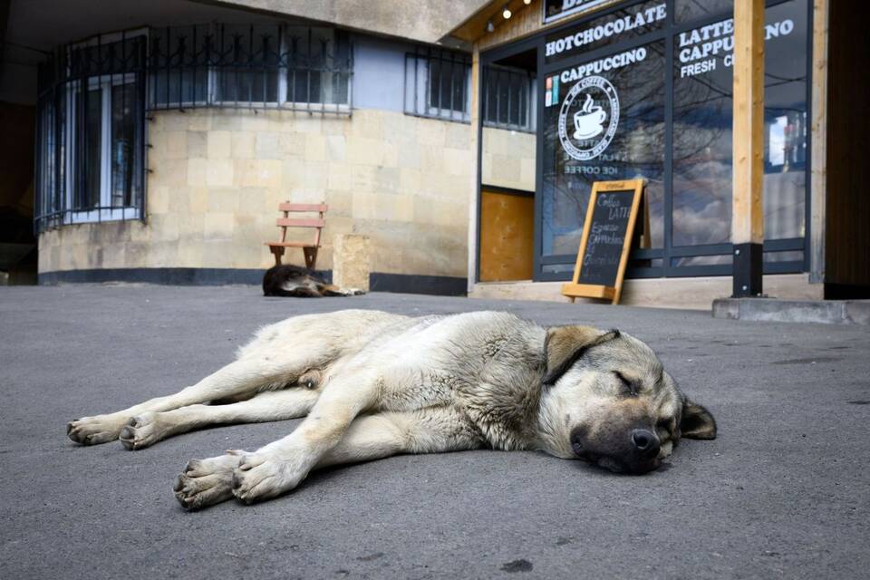 Straßenhunde Straßenhunde