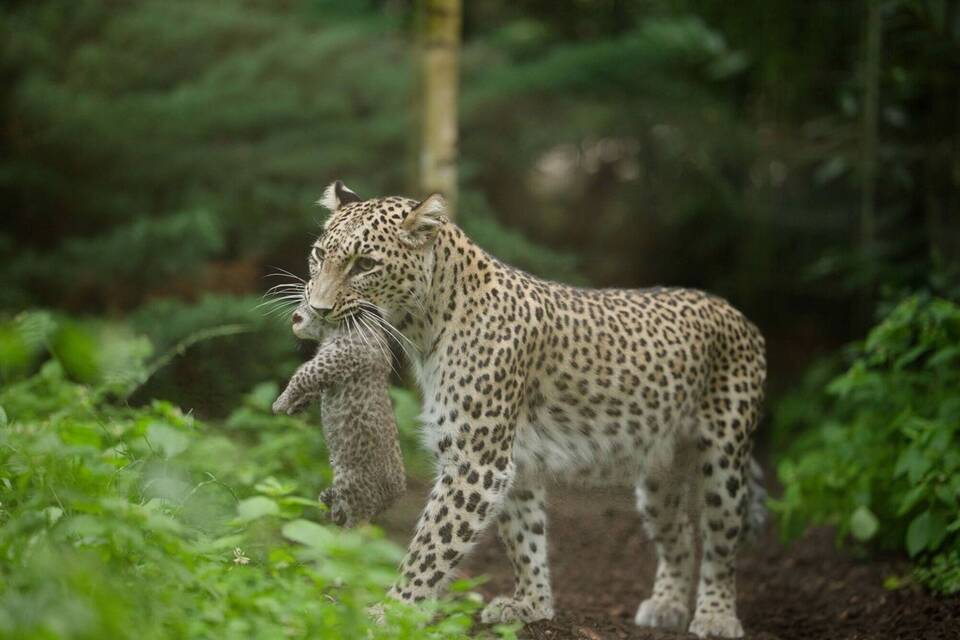 Leoparden-Nachwuchs im Zoo in Münster Leoparden-Nachwuchs im Zoo in Münster