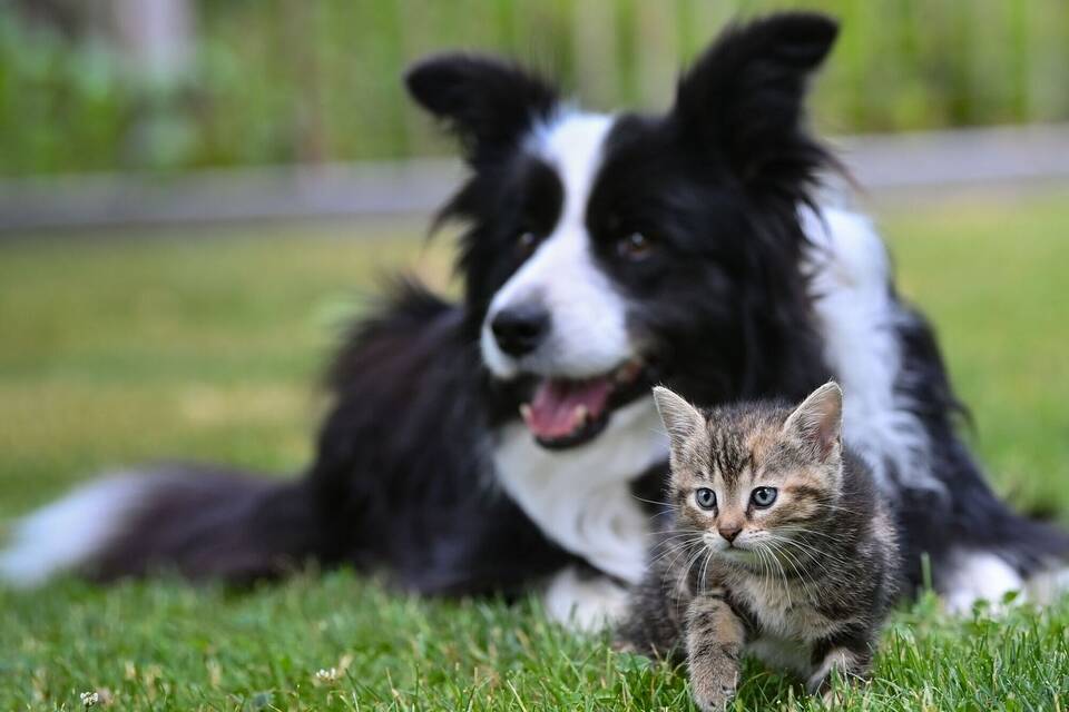 Hund und Katze Hund und Katze