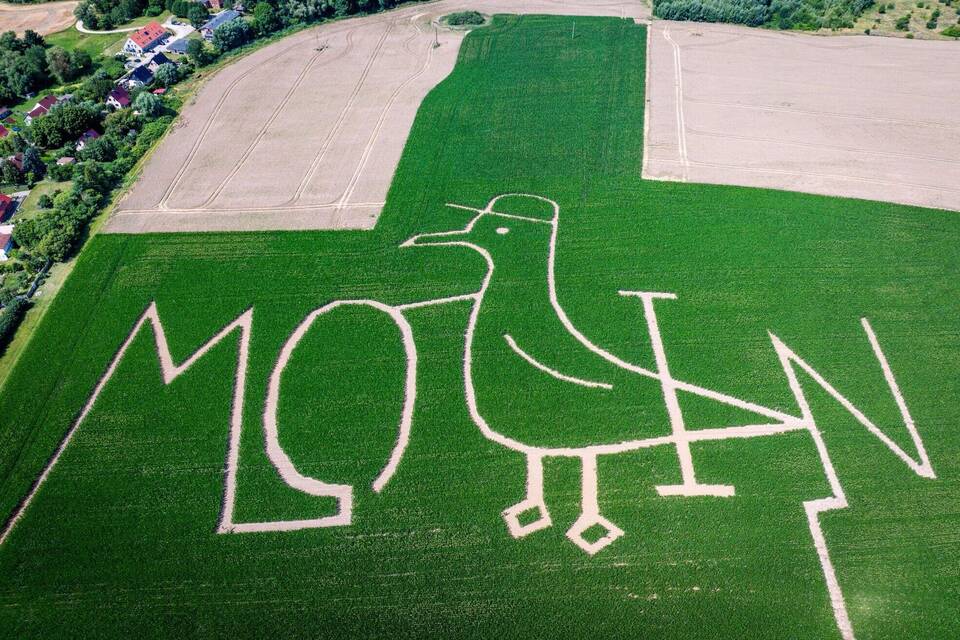 Möwen-Maislabyrinth als Touristenziel Möwen-Maislabyrinth als Touristenziel