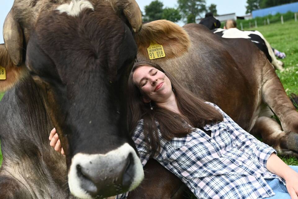 Kuh-Kuscheln beim Hof Lüttje Drööm in Jevenstedt Kuh-Kuscheln beim Hof Lüttje Drööm in Jevenstedt